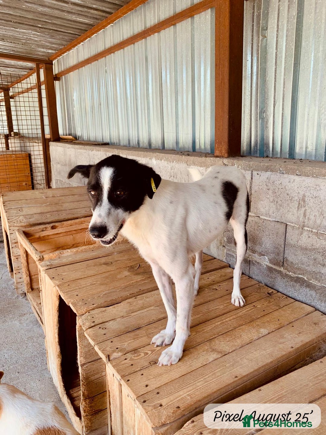 Mixed Breed dogs for adoption: Pixel, 3-4 yrs old. Available for adoption. - Image 20