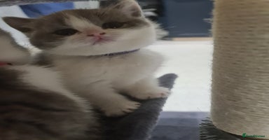 British Shorthair cats - Advert 16