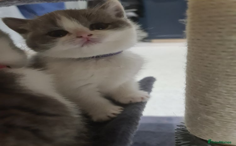 British Shorthair cats - Advert 14