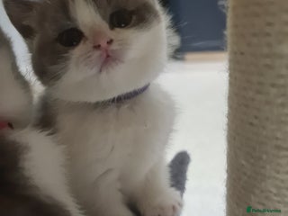 British Shorthair cats - Advert 31