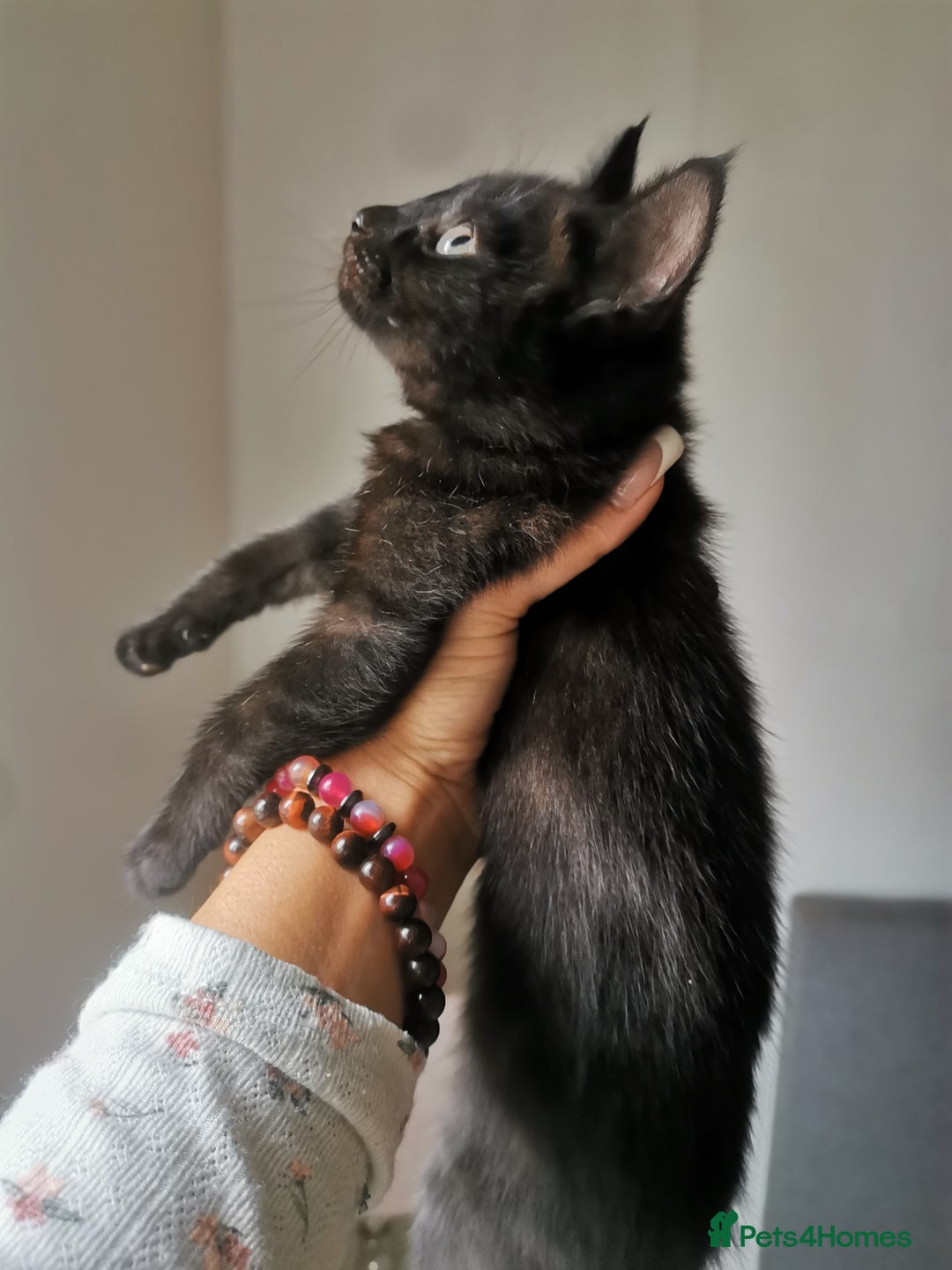 Bombay cats for sale: 6 beautiful Bombay kittens  - Image 11