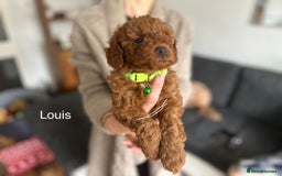 Cockapoo dogs for sale:  Perfect Cockapoo Puppies  🐶  - Image 3