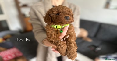 Cockapoo dogs - Advert 5