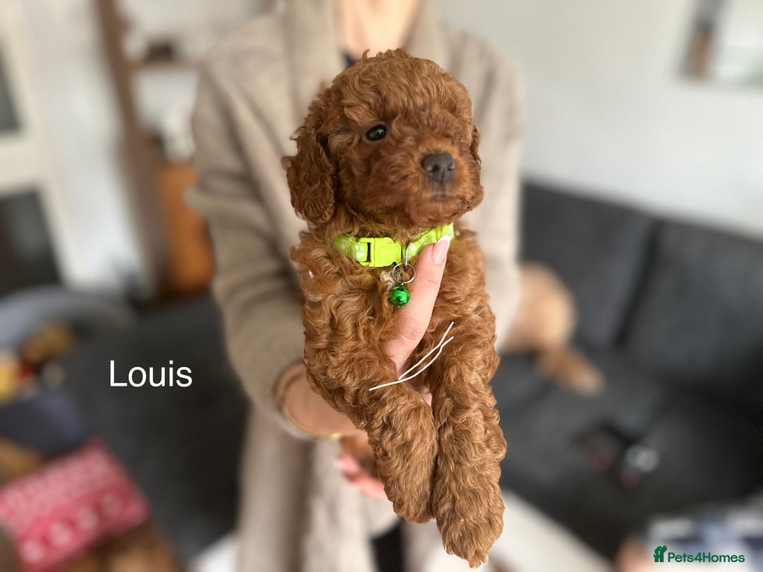 Cockapoo dogs for sale:  Perfect Cockapoo Puppies  🐶  - Image 3