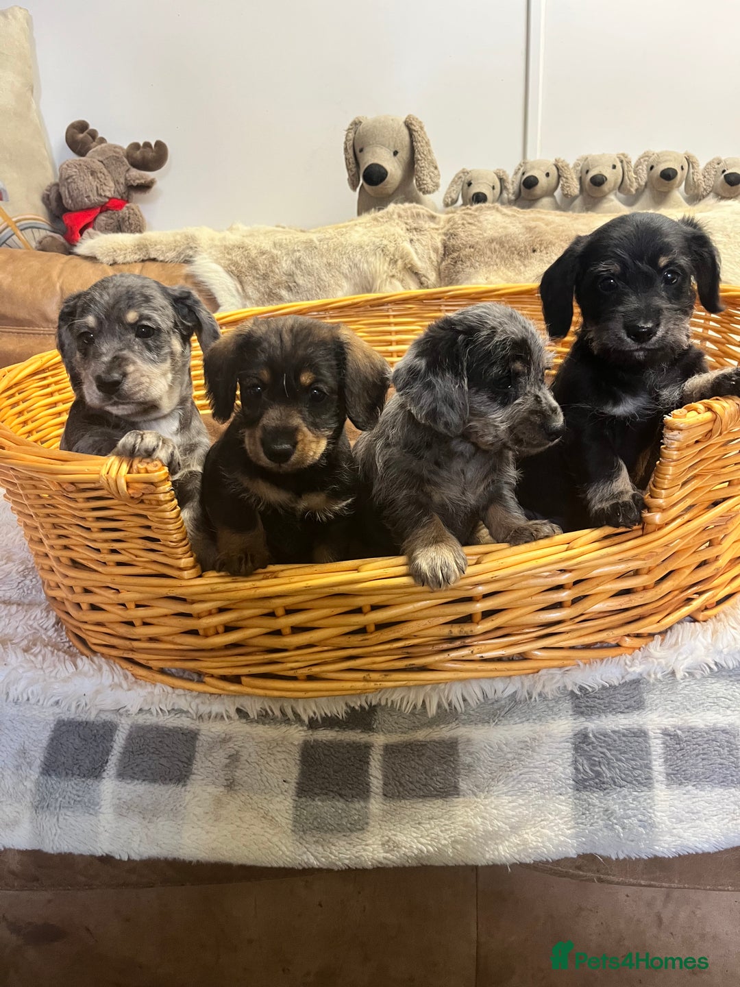 Mixed Breed dogs for sale: Adorable Daxi Jacks - Image 5