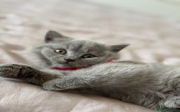 British Shorthair cats for sale: 🐾 British Shorthair Kittens – 8 Weeks Old  - Image 13