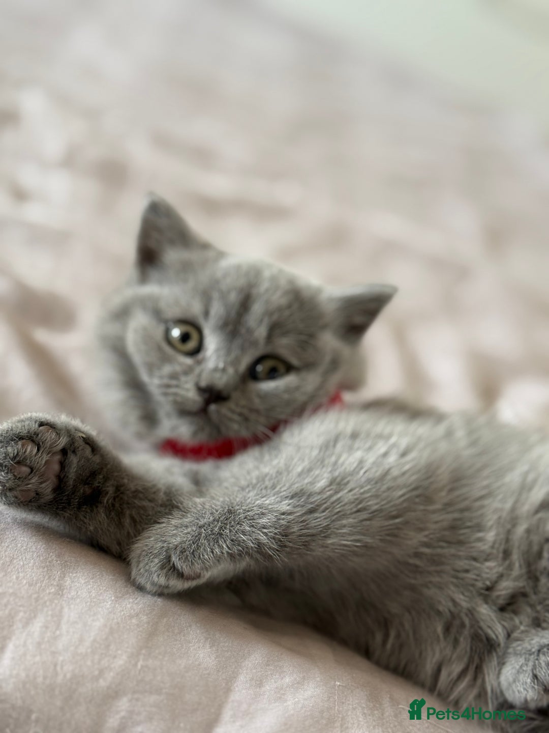 British Shorthair cats for sale: 🐾 British Shorthair Kittens – 8 Weeks Old  - Image 13