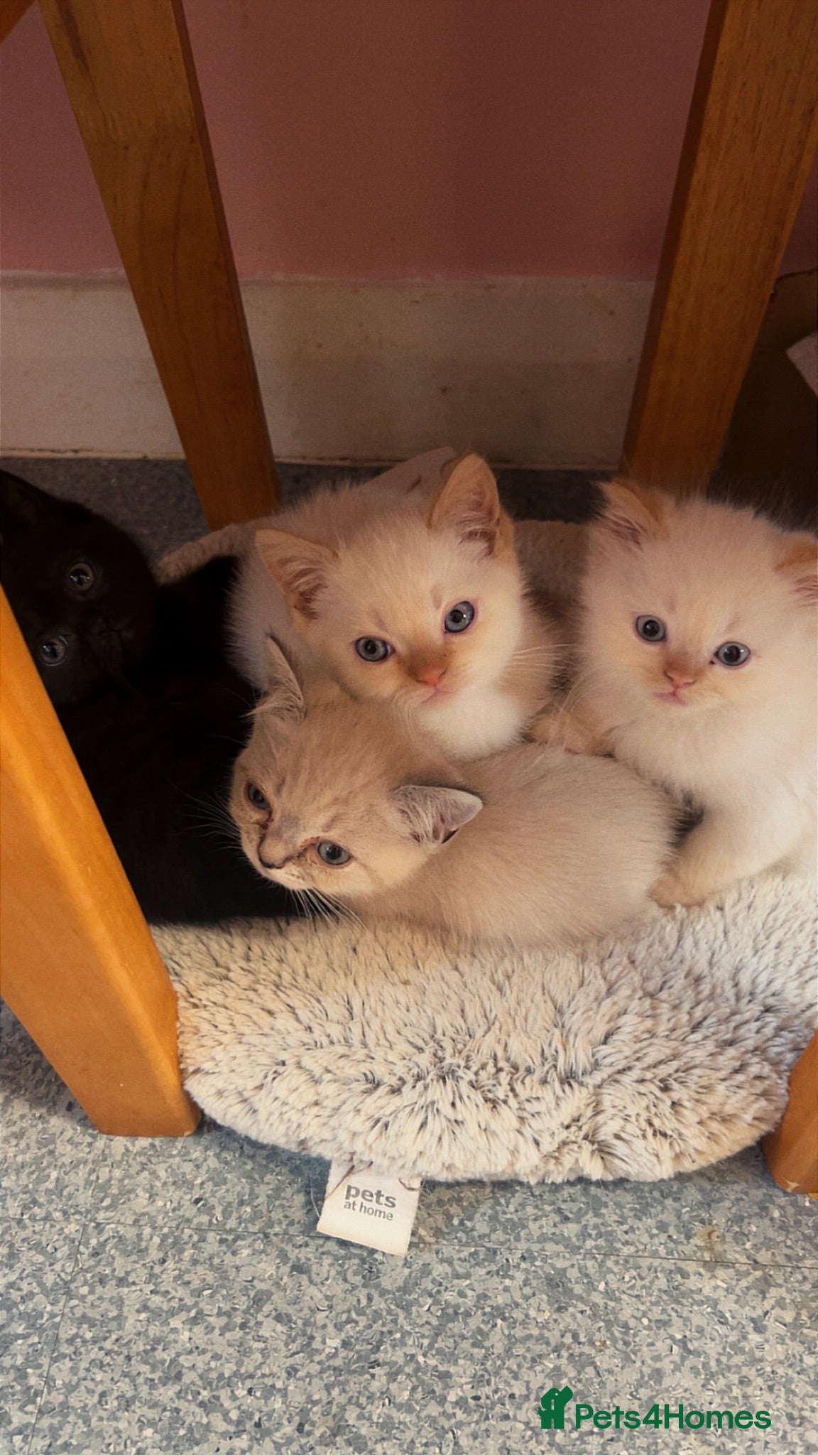 Persian cats 4 Himalayan X Chinchilla Persian Kittens  - Advert 13