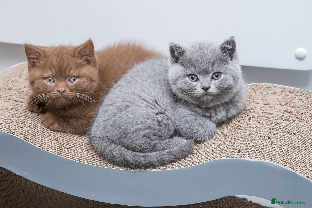 British Shorthair cats for sale: Beautiful BSH Kittens  - Advert 7