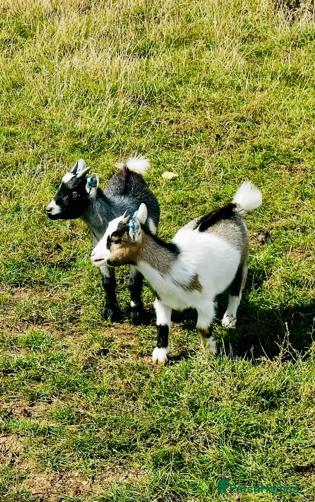 Goats livestock for sale: PYGMY GOATS - Females Only - Advert 2