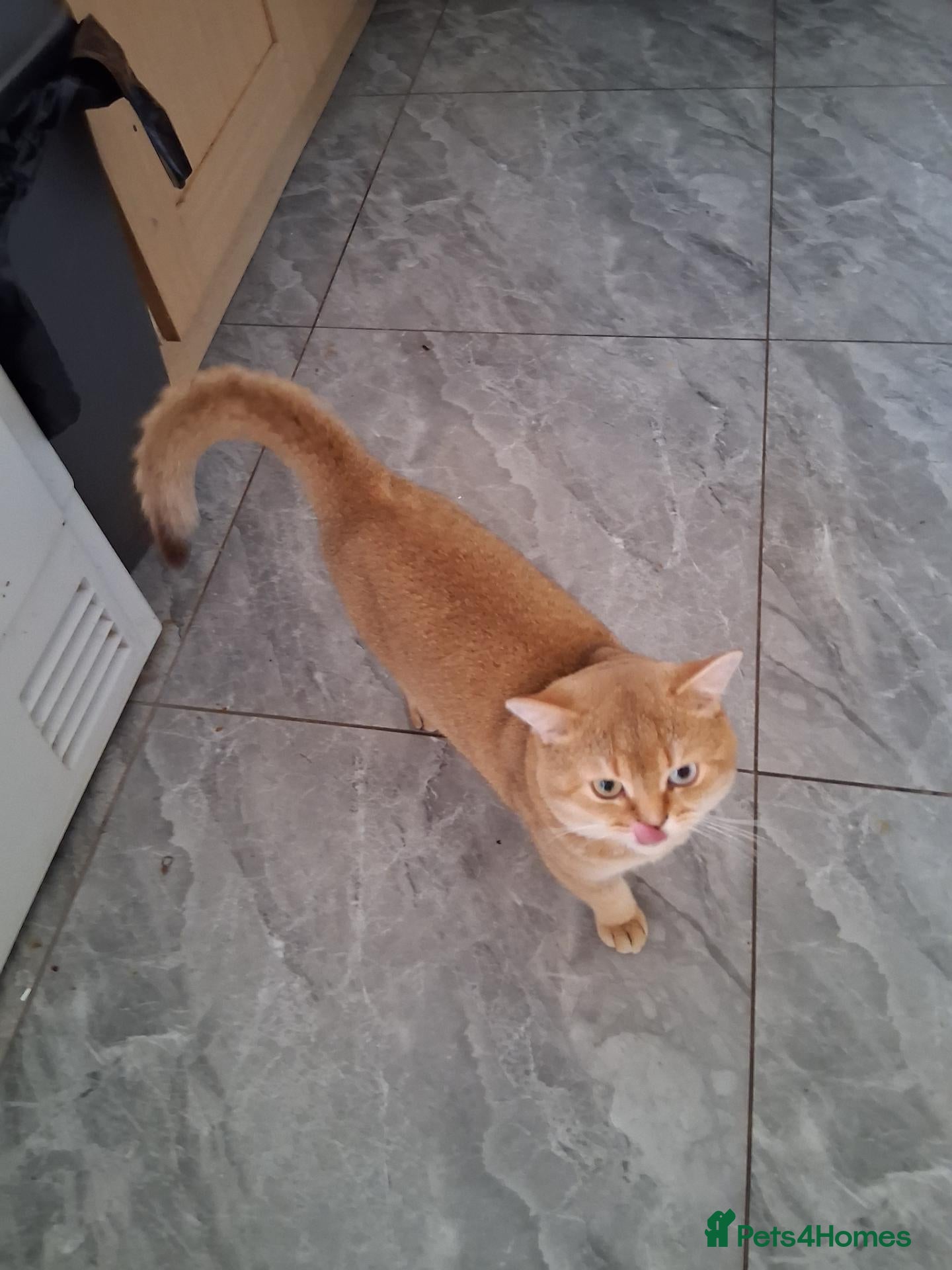 British Shorthair cats Active British shorthair for stud  - Advert 2