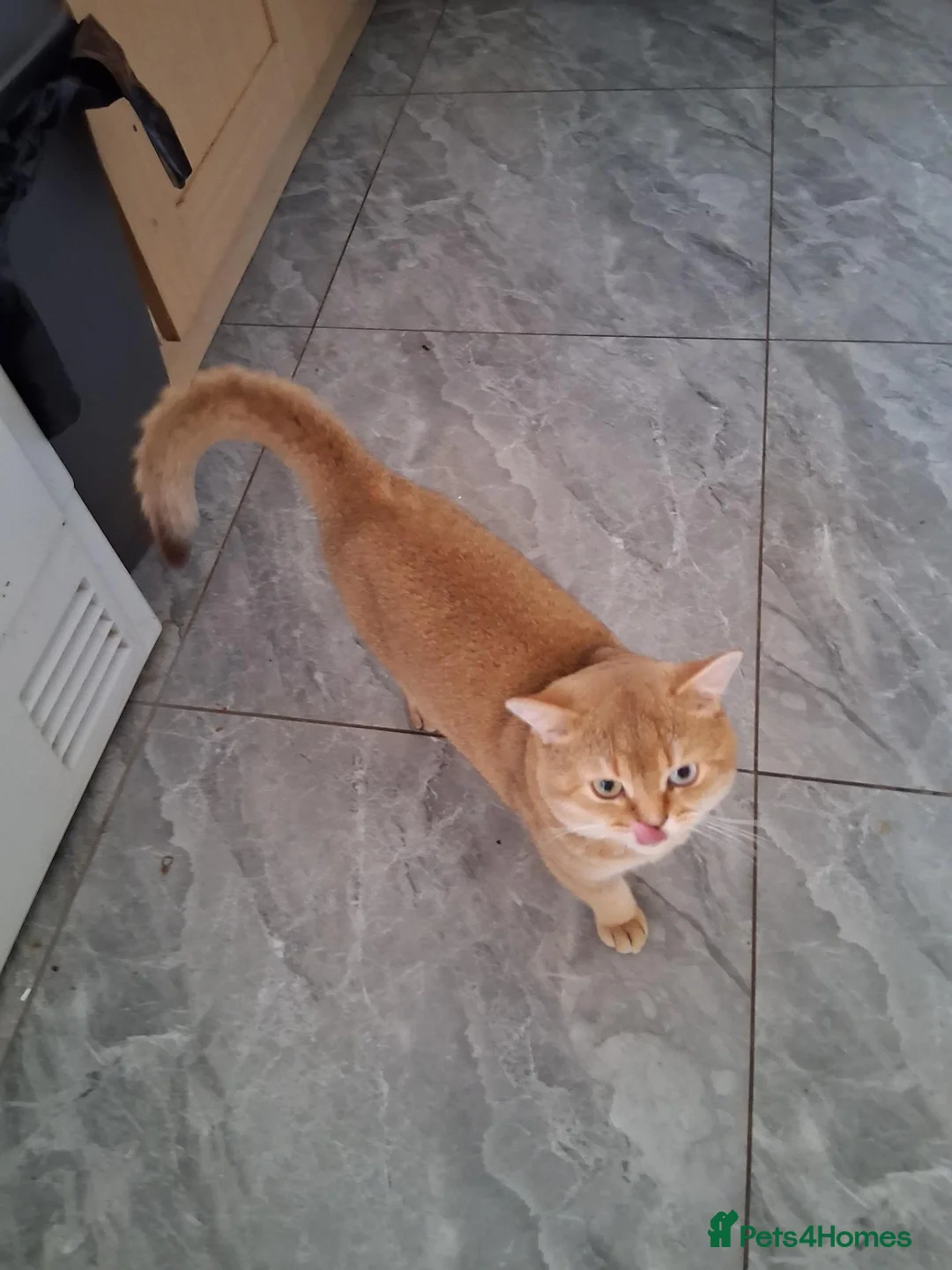 British Shorthair cats for stud: Active British shorthair for stud  in Wolverhampton - Advert 1