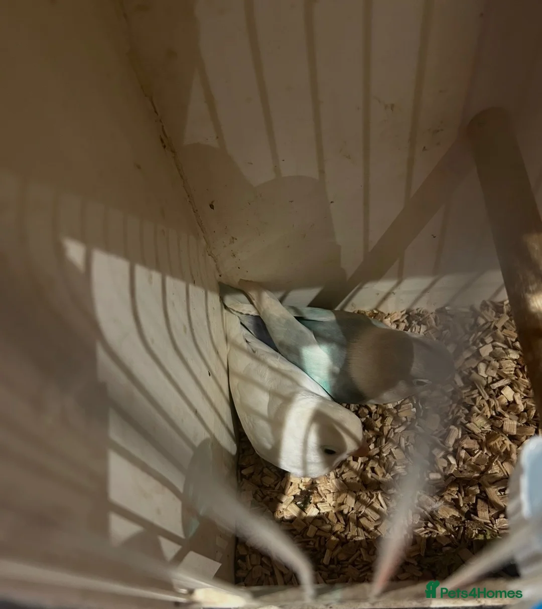Lovebirds birds for sale: A lovely pair of bonded lovebirds  - Advert 2