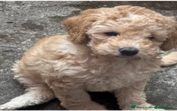 Mixed Breed dogs for sale: Female miniature poodle - Image 4