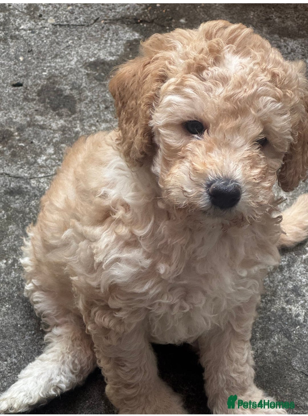 Mixed Breed dogs for sale: Female miniature poodle - Image 4