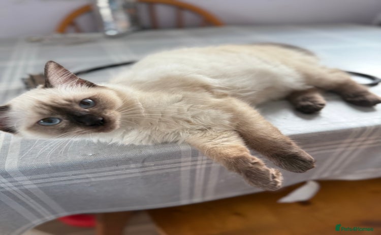 Ragdoll cats Beautiful sealpoint ragdoll  - Advert 11