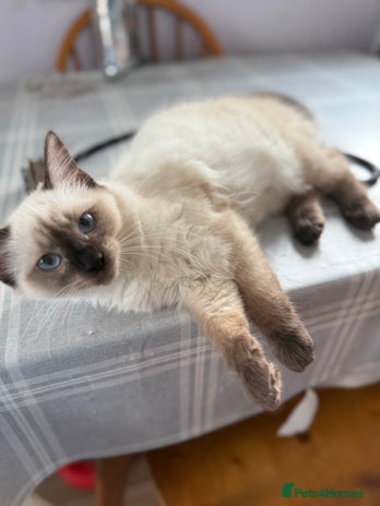 Ragdoll cats Beautiful sealpoint ragdoll - Advert 13