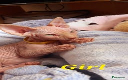 Sphynx cats for sale: 5 Adorable Sphynx Kittens for sale! - Image 17