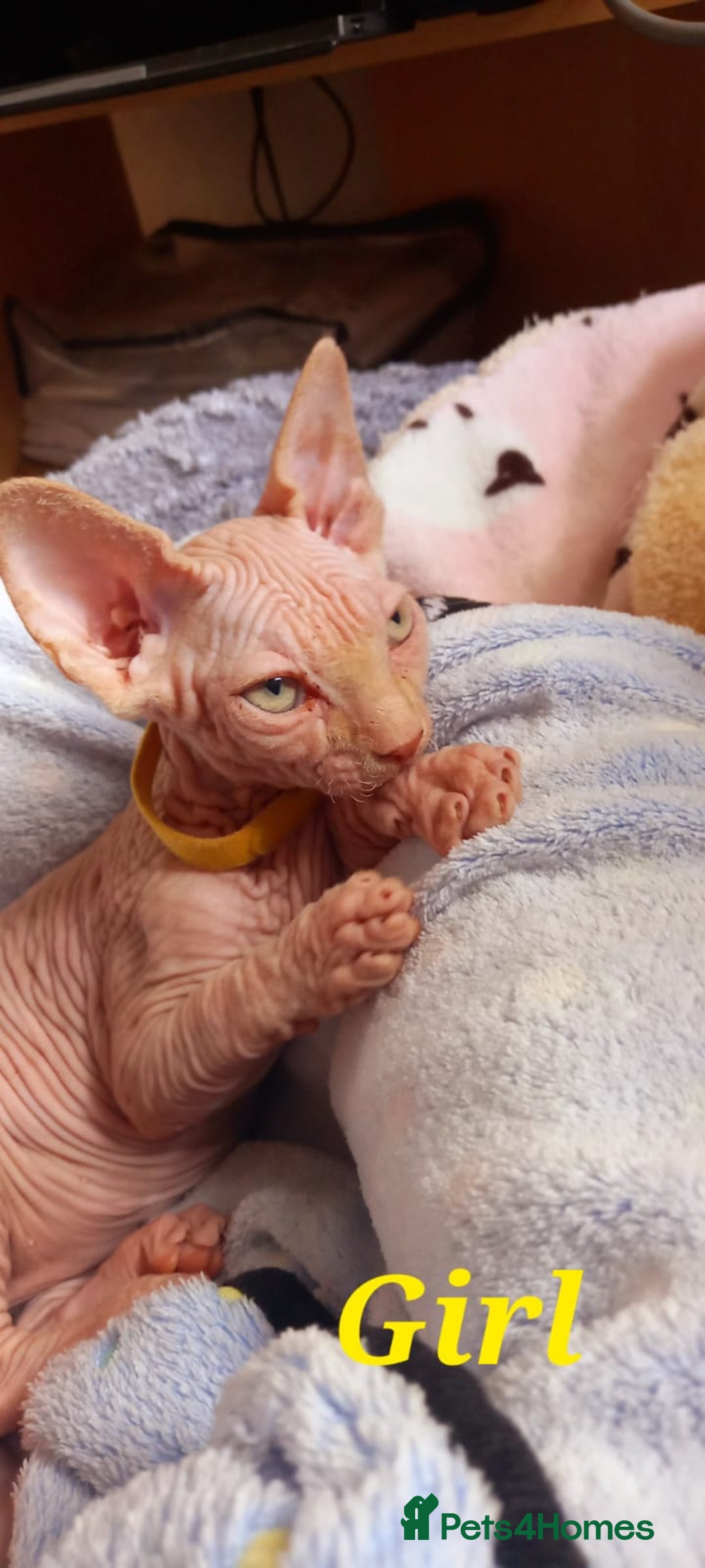 Sphynx cats for sale: 5 Adorable Sphynx Kittens for sale! - Image 17