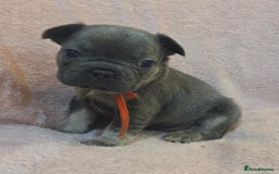 French Bulldog dogs for sale: Beautiful French Bulldog Puppies - Image 14