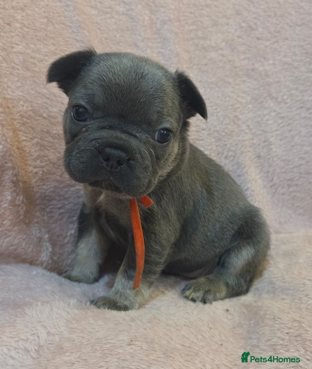 French Bulldog dogs for sale: Beautiful French Bulldog Puppies - Image 14