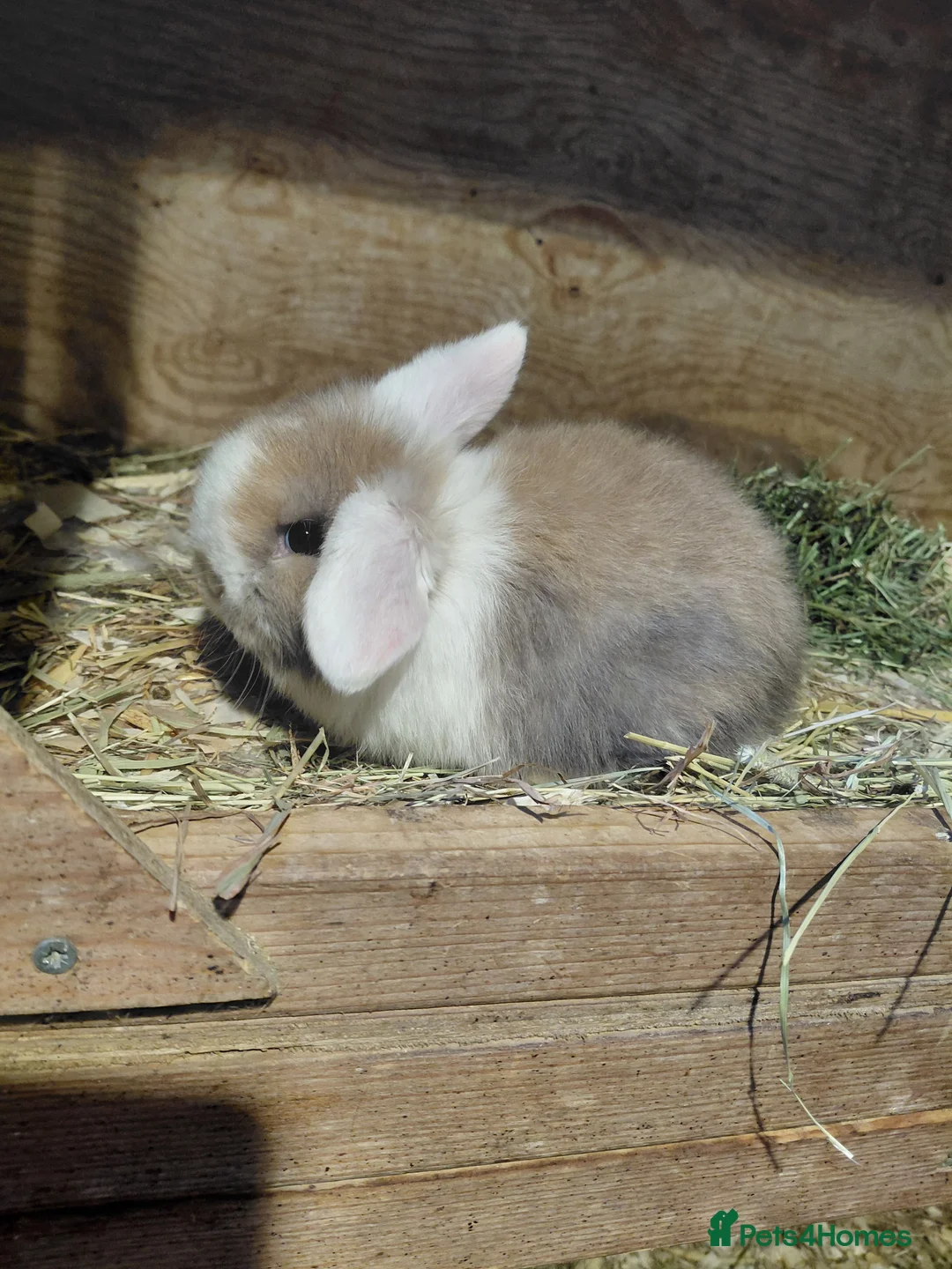 Mini Lop rabbits for sale: Mini Lop babies.  - Advert 3