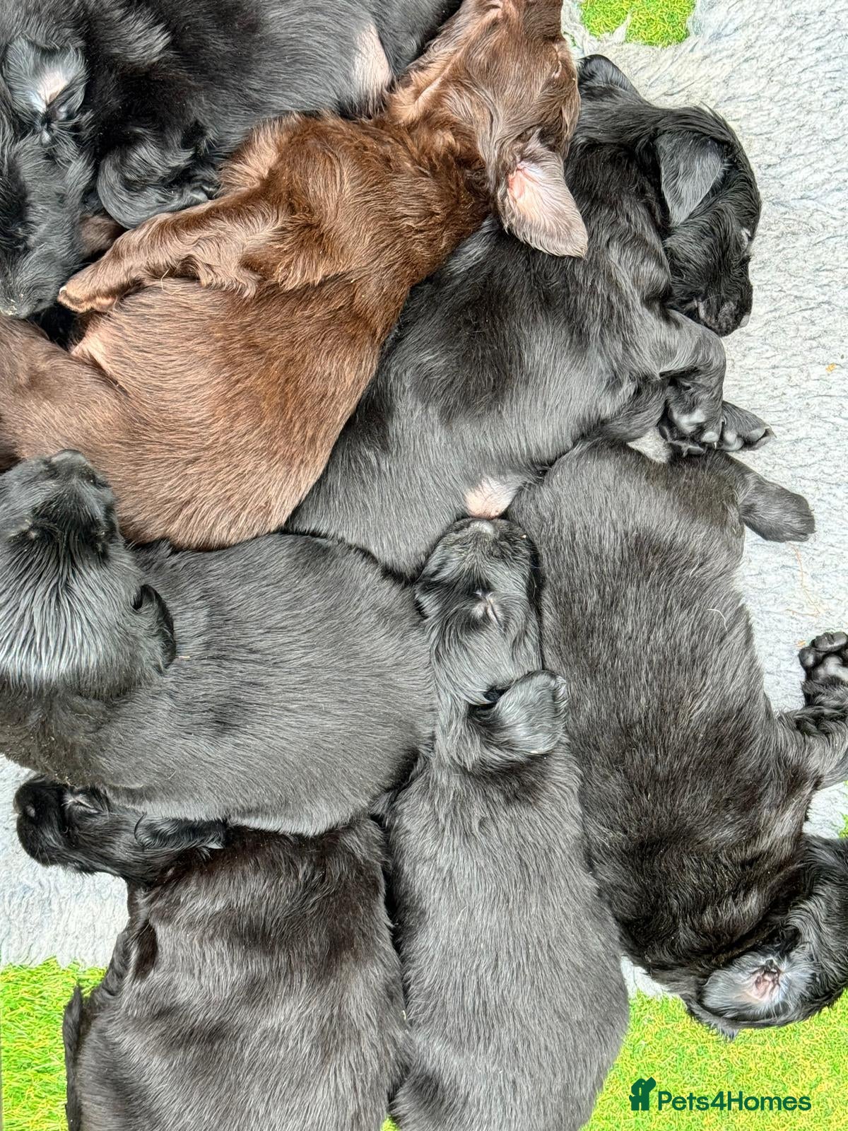 Flat coated Retriever dogs 1st Class ⭐️⭐️⭐️⭐️⭐️ Licensed - Advert 4