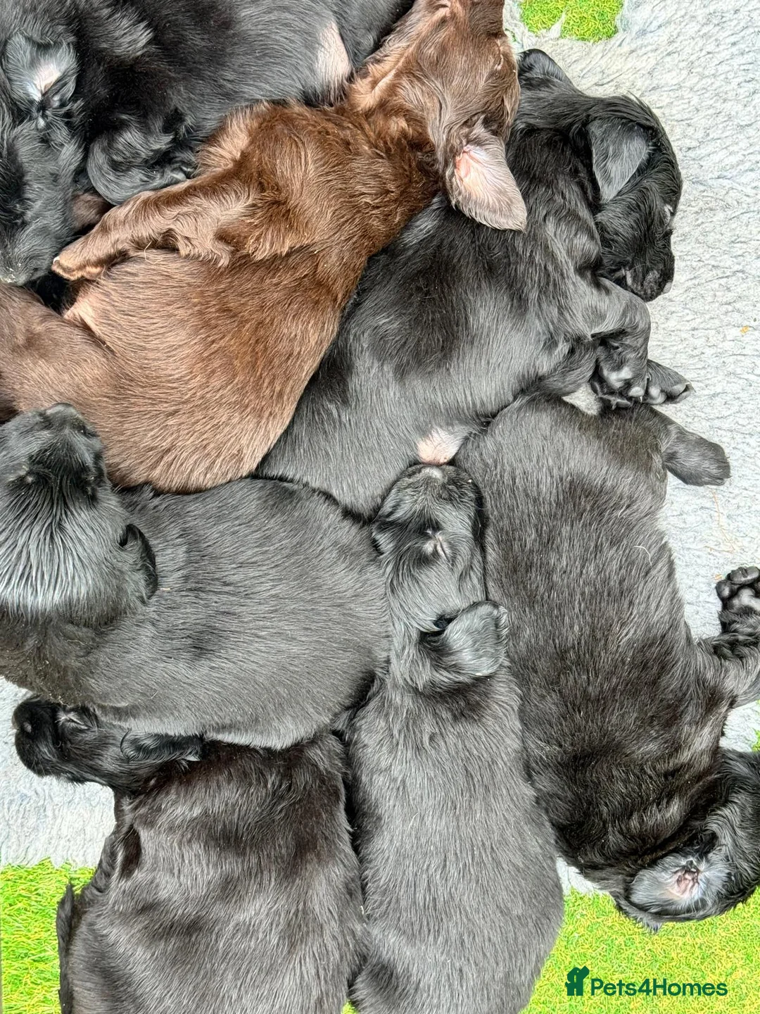 Flat coated Retriever dogs for sale: 1st Class ⭐️⭐️⭐️⭐️⭐️ Licensed - Advert 1