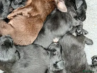 Flat coated Retriever dogs 1st Class ⭐️⭐️⭐️⭐️⭐️ Licensed - Advert 17