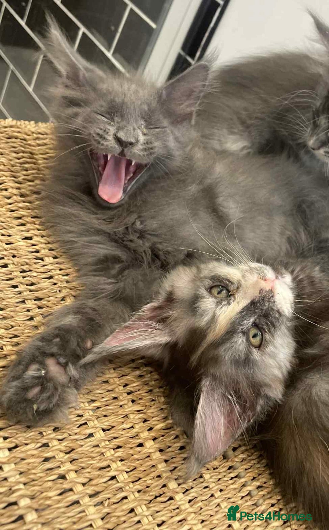 Maine Coon cats for sale: Maine Coon Kittens - Advert 4