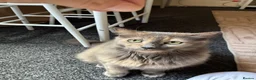 Mixed Breed cats for sale: My gorgeous 11 year old Patchy (female) cat - Advert 4