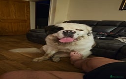 Saint Bernard dogs for sale: Saint burnard for sale  - Image 1