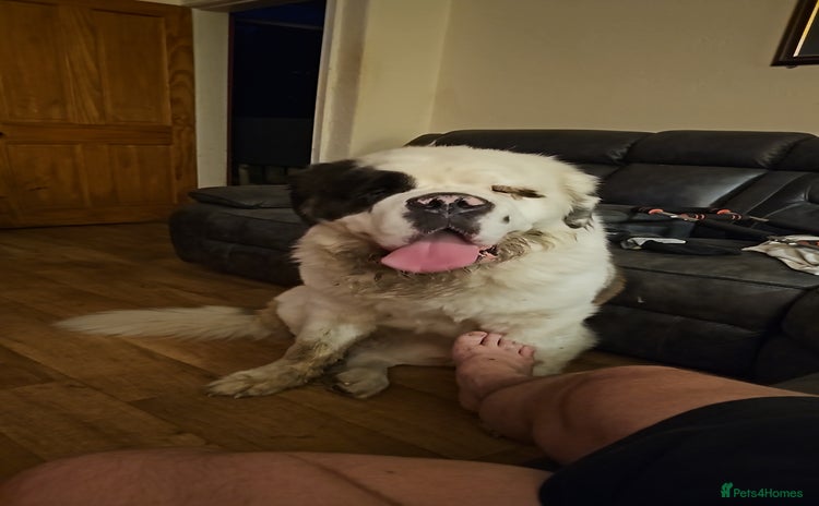 Saint Bernard dogs - Advert 1