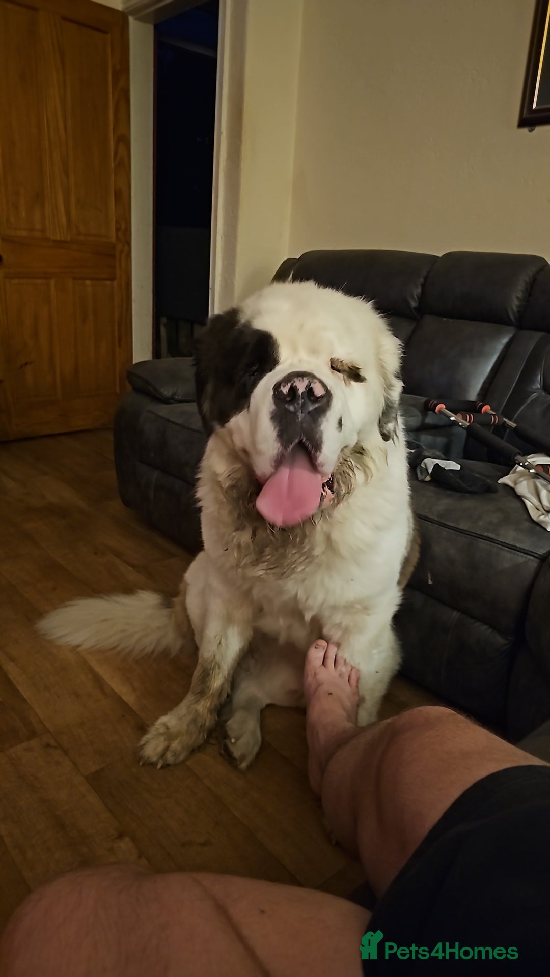 Saint Bernard dogs for sale: Saint burnard for sale  - Image 1