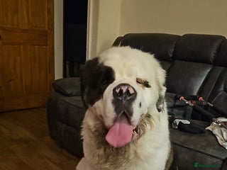 Saint Bernard dogs - Advert 11