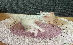 Turkish Angora cats for sale: Beautiful Fluffy Turkish angora  - girl - Image 12