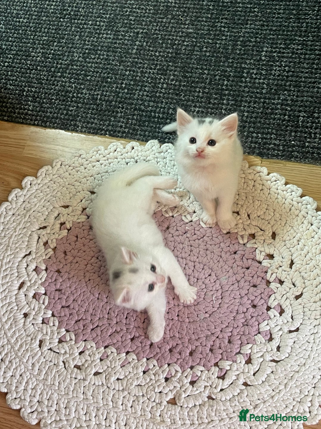 Turkish Angora cats for sale: Beautiful Fluffy Turkish angora  - girl - Image 12