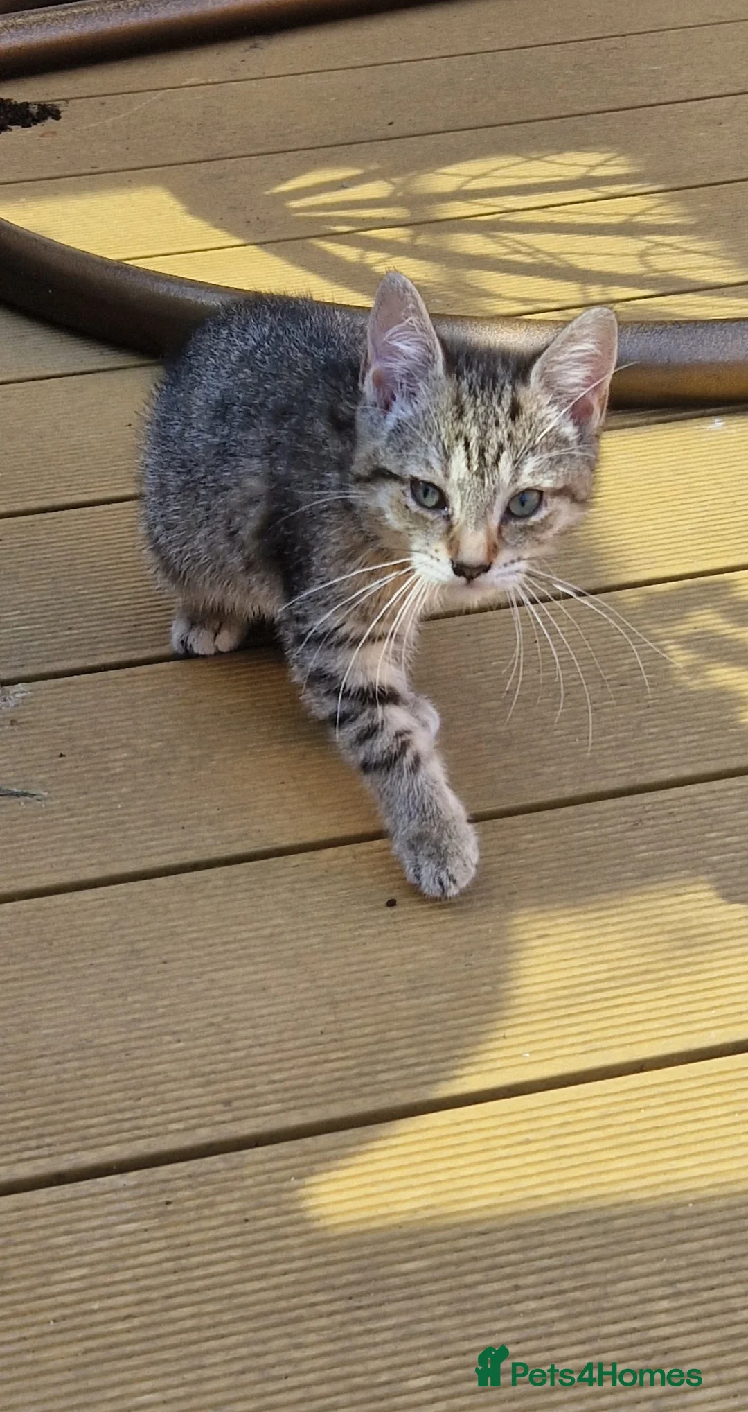 Mixed Breed cats for sale: 4 little kittens (1 ginger male+ 3 females) - Advert 2