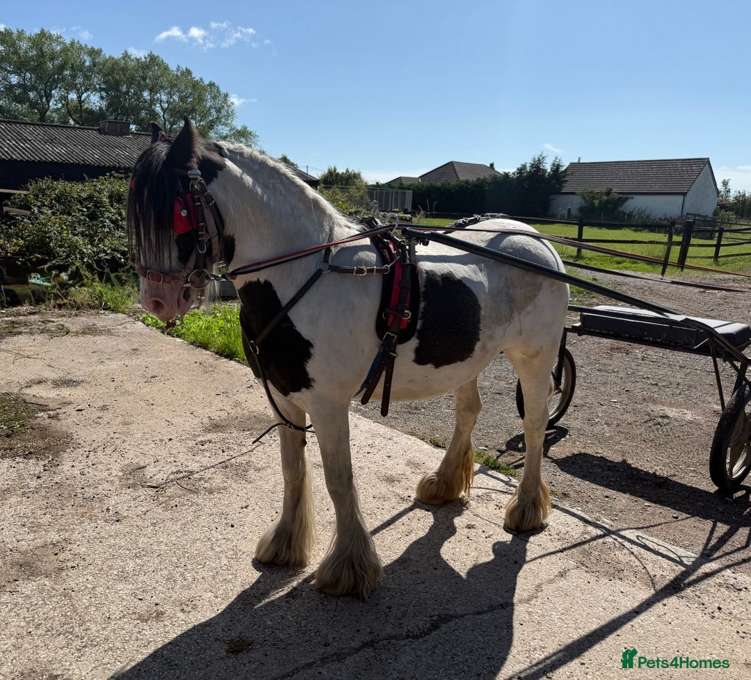 Tinker horses for sale: Family pony for sale  - Advert 2