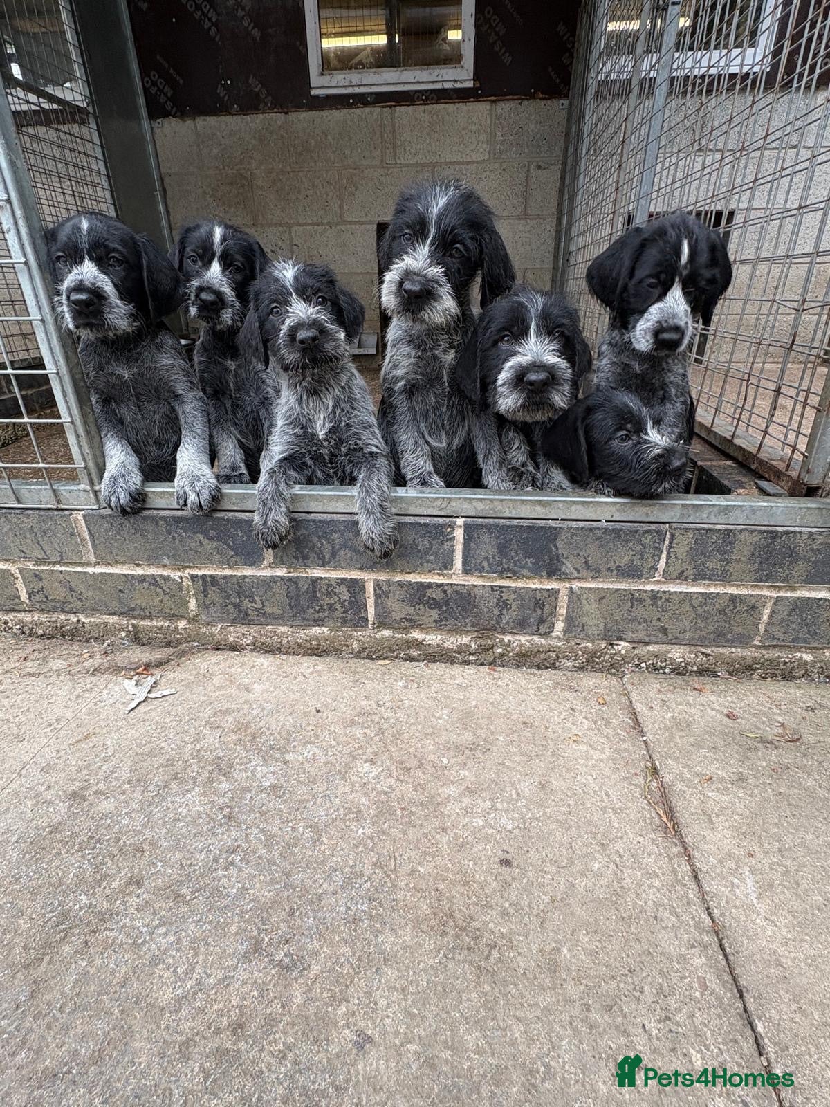 German Wirehaired Pointer dogs German wirehair pointer pups  - Advert 7