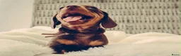 Miniature Dachshund dogs for sale: KC HEALTH TESTED MINIATURE DACHSHUNDS- LICENSED  - Advert 19