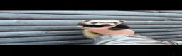Ferret rodents for sale: NEEDS NEW Homes  - Advert 5