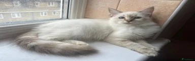 Ragdoll 8