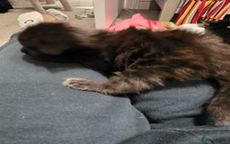 British Longhair cats for sale: 7 kittens boys and girls. British longhair cross  - Image 22