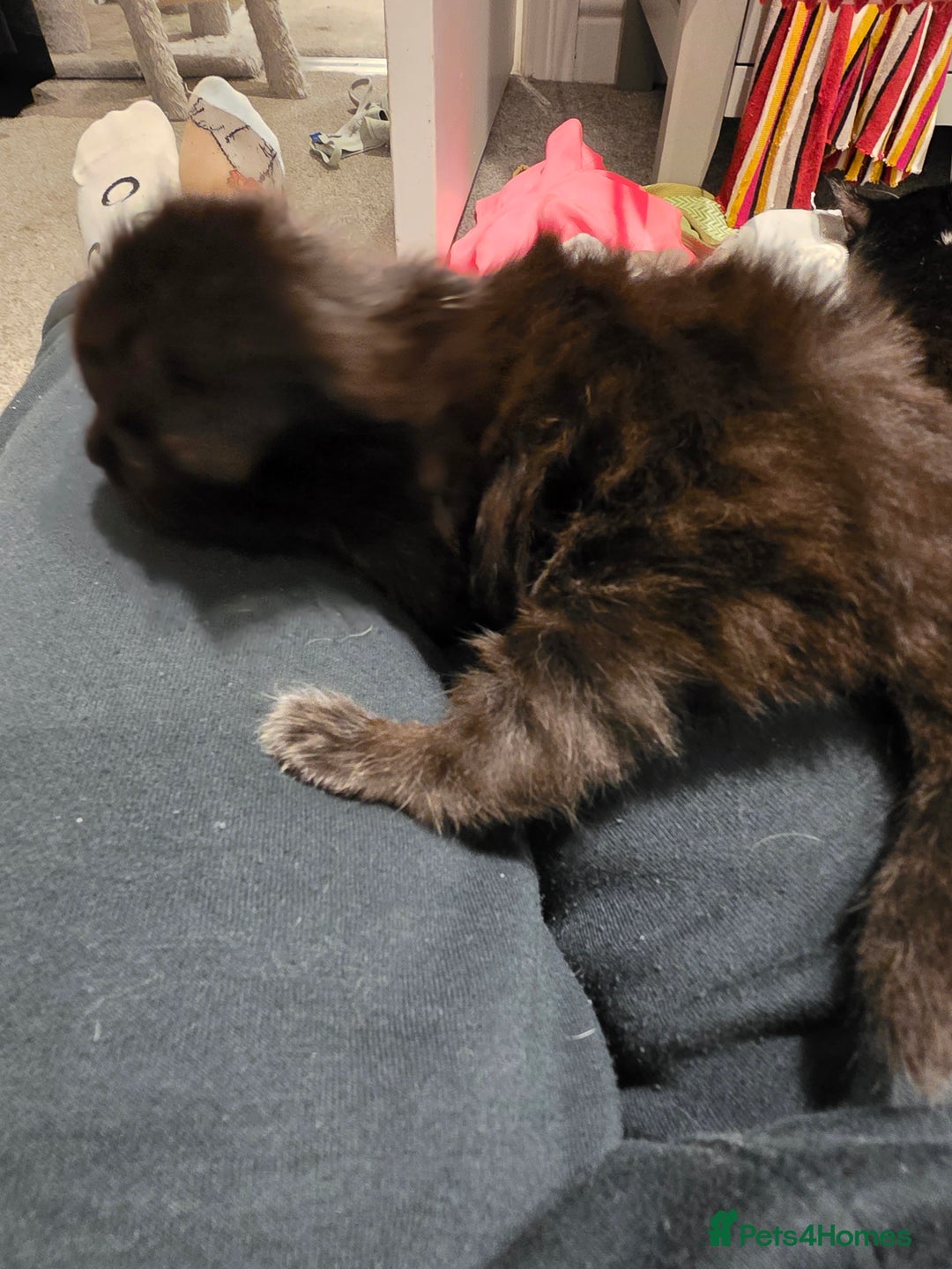 British Longhair cats for sale: 7 kittens boys and girls. British longhair cross  - Image 22