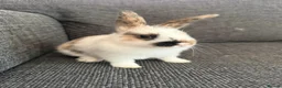 Mixed Breed rabbits for sale: Two Girl Bunnies for sale 💕 in St Albans - Advert 2