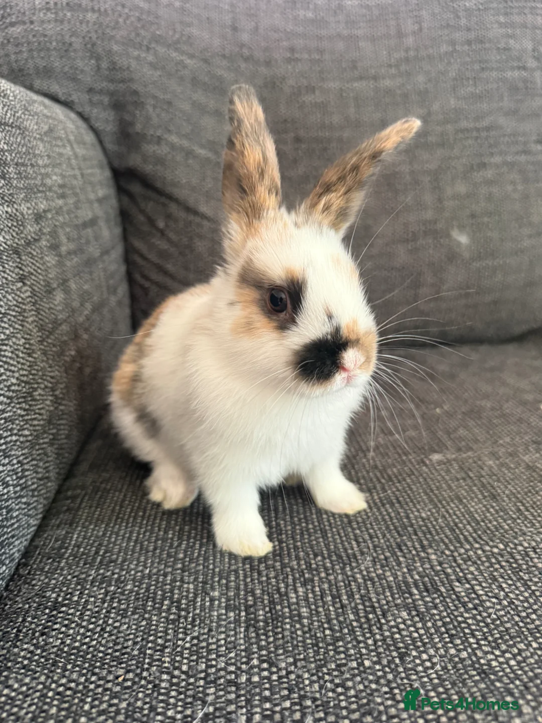 Mixed Breed rabbits for sale: Two Girl Bunnies for sale 💕 in St Albans - Advert 2