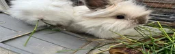 Lionhead rabbits for sale: Lionhead Bunnies  - Advert 9