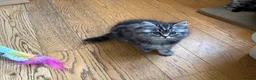 British Shorthair cats for sale:  Black silver tabby British shorthair kittens  - Advert 5