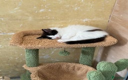 Norwegian Forest Cat cats for sale: SANNVENN Norwegian Forest Cats - Image 7